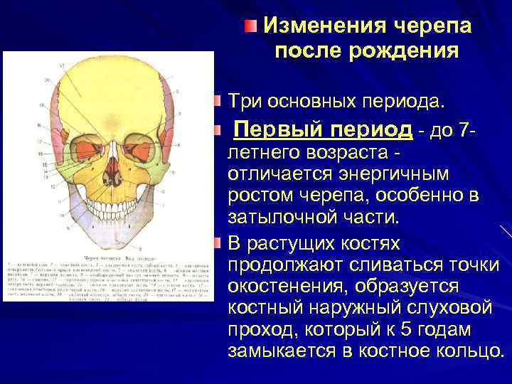 Изменения черепа после рождения Три основных периода. Первый период - до 7 летнего возраста