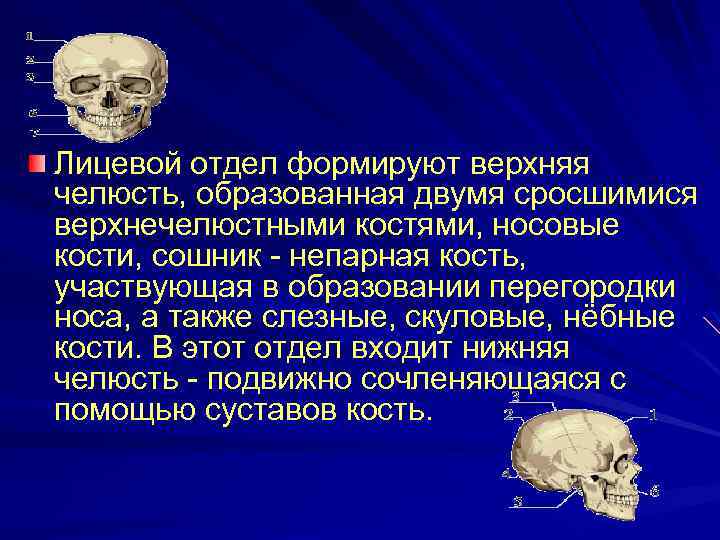 Лицевой отдел формируют верхняя челюсть, образованная двумя сросшимися верхнечелюстными костями, носовые кости, сошник -