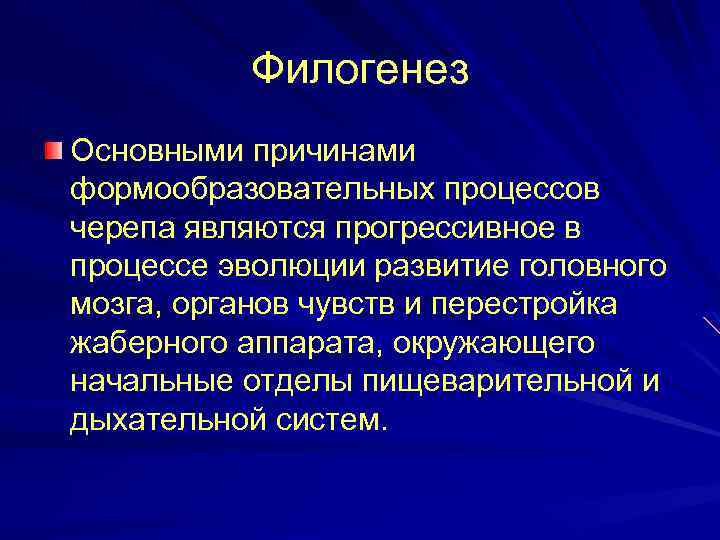 Филогенез Основными причинами формообразовательных процессов черепа являются прогрессивное в процессе эволюции развитие головного мозга,