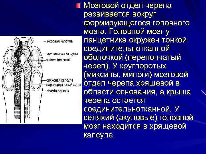 Мозговой отдел черепа развивается вокруг формирующегося головного мозга. Головной мозг у ланцетника окружен тонкой