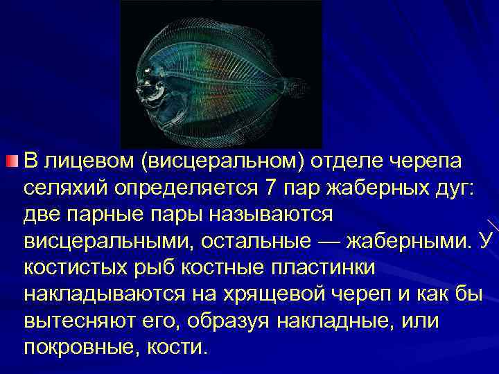 В лицевом (висцеральном) отделе черепа селяхий определяется 7 пар жаберных дуг: две парные пары