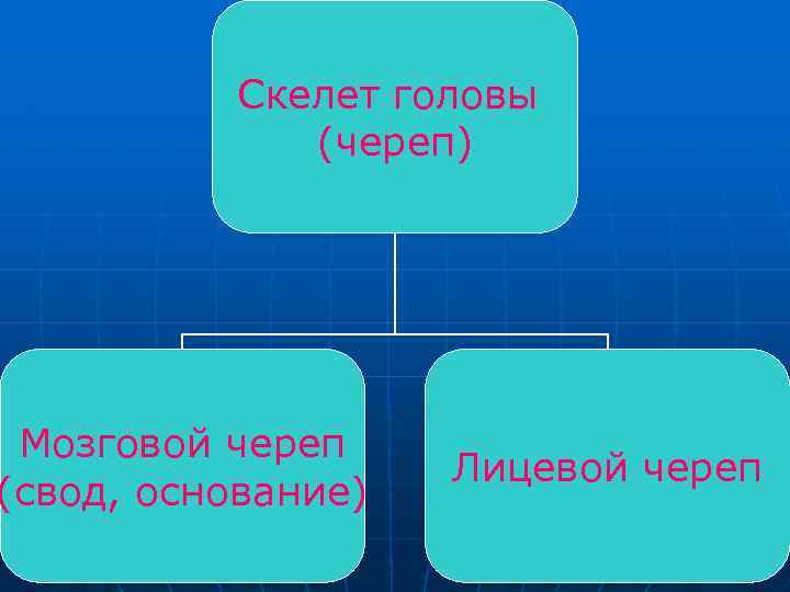 Скелет головы (череп) Мозговой череп (свод, основание) Лицевой череп 