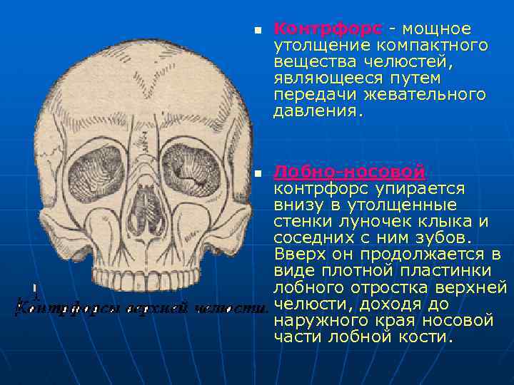 n n Контрфорс - мощное утолщение компактного вещества челюстей, являющееся путем передачи жевательного давления.