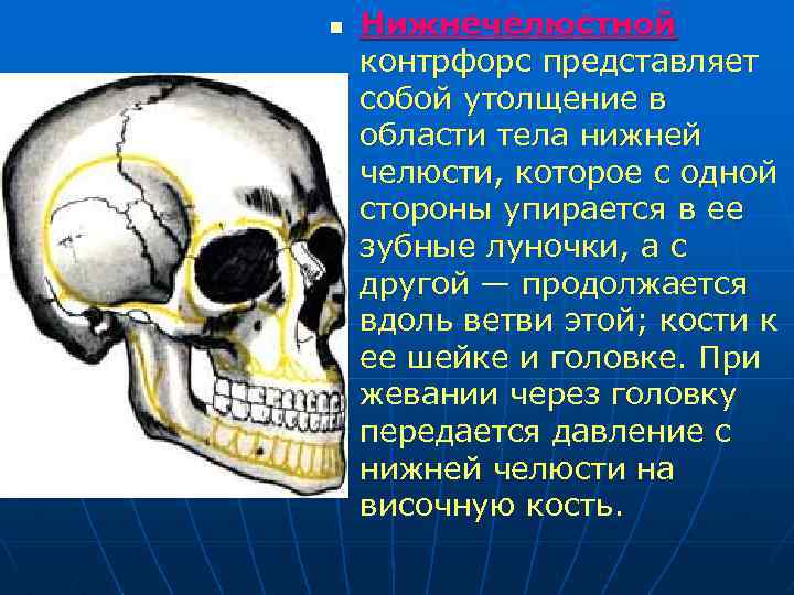 n Нижнечелюстной контрфорс представляет собой утолщение в области тела нижней челюсти, которое с одной