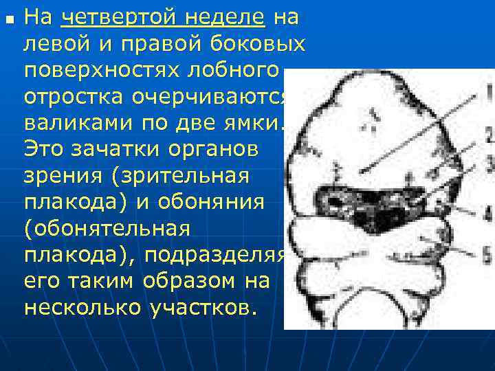 n На четвертой неделе на левой и правой боковых поверхностях лобного отростка очерчиваются валиками