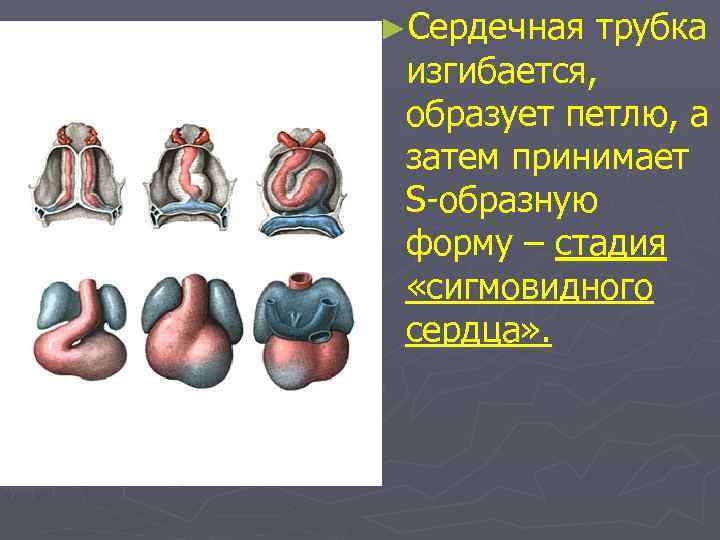 ►Сердечная трубка изгибается, образует петлю, а затем принимает S-образную форму – стадия «сигмовидного сердца»