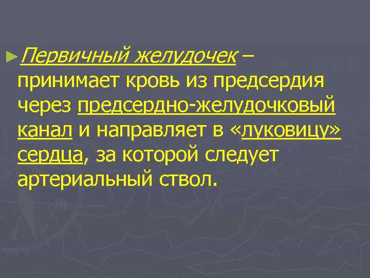 ►Первичный желудочек – принимает кровь из предсердия через предсердно-желудочковый канал и направляет в «луковицу»