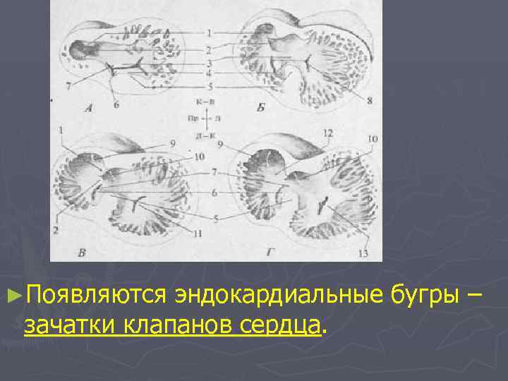 ►Появляются эндокардиальные бугры – зачатки клапанов сердца. 