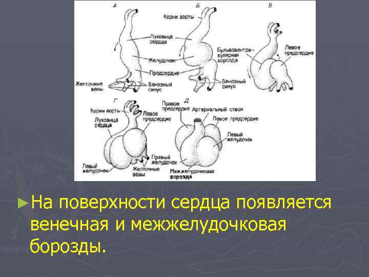 ►На поверхности сердца появляется венечная и межжелудочковая борозды. 