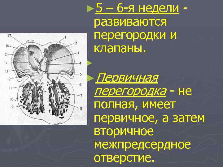 ► 5 – 6 -я недели развиваются перегородки и клапаны. ► ►Первичная перегородка -