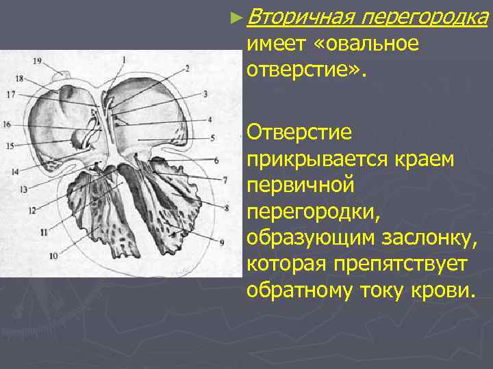 ► Вторичная перегородка имеет «овальное отверстие» . ► Отверстие прикрывается краем первичной перегородки, образующим