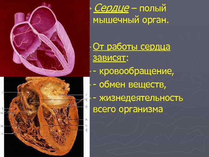 ►Сердце – полый мышечный орган. ► От работы сердца зависят: ► - кровообращение, ►