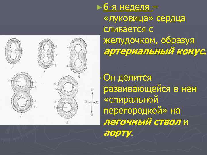 ► 6 -я неделя – «луковица» сердца сливается с желудочком, образуя артериальный конус. ►