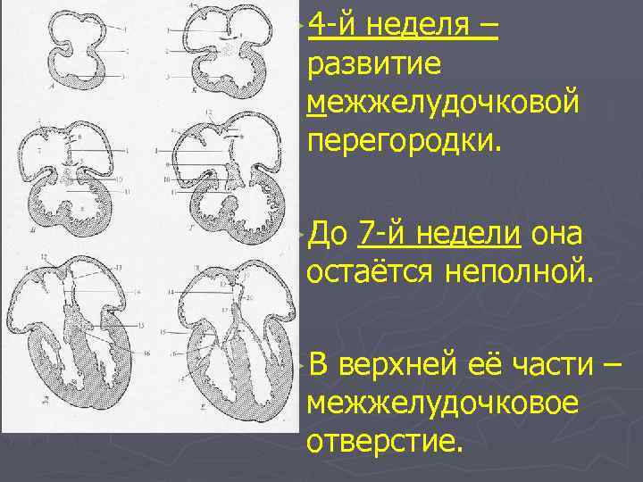 ► 4 -й неделя – развитие межжелудочковой перегородки. ►До 7 -й недели она остаётся