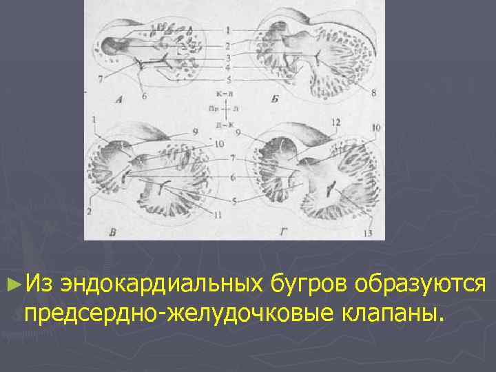 ►Из эндокардиальных бугров образуются предсердно-желудочковые клапаны. 