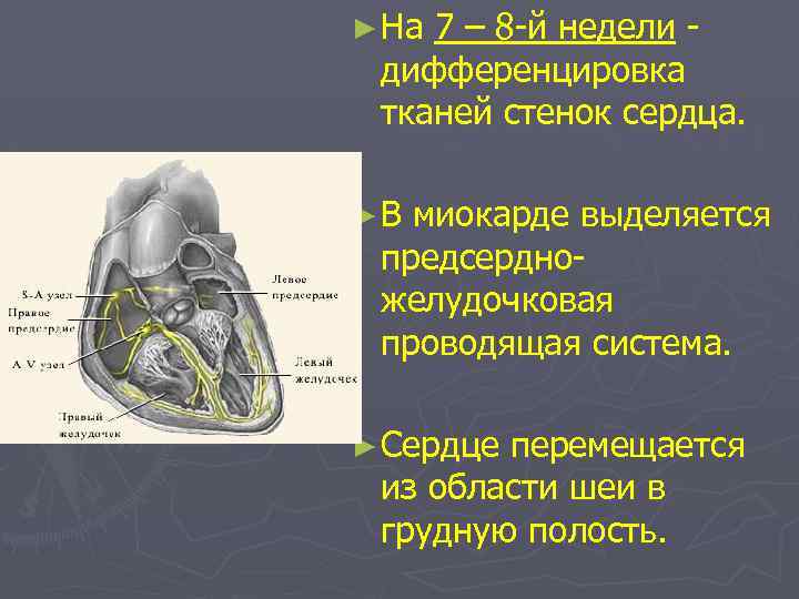 ► На 7 – 8 -й недели дифференцировка тканей стенок сердца. ►В миокарде выделяется