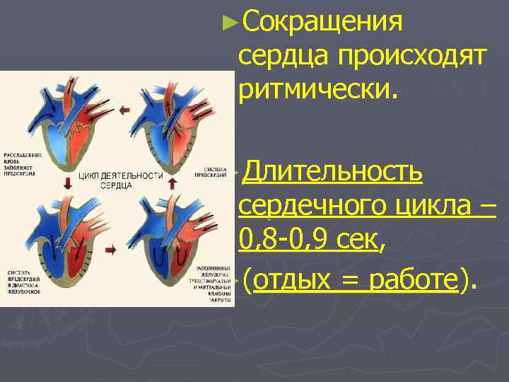 Общая диастола сердца длится