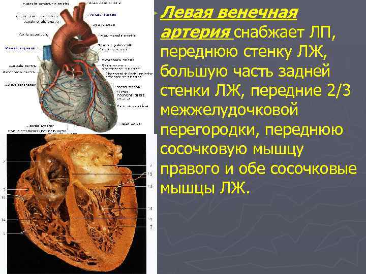 ► Левая венечная артерия снабжает ЛП, переднюю стенку ЛЖ, большую часть задней стенки ЛЖ,