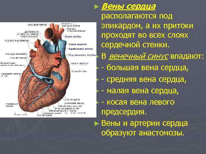 ► Вены сердца располагаются под эпикардом, а их притоки проходят во всех слоях сердечной