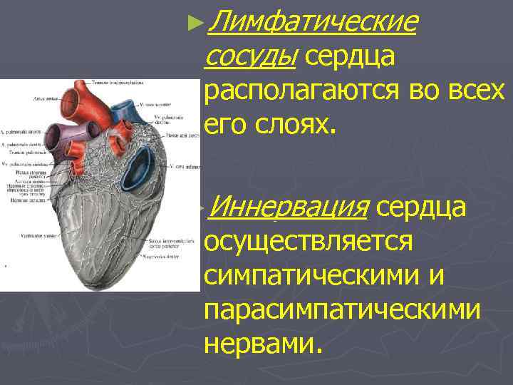 ►Лимфатические сосуды сердца располагаются во всех его слоях. ►Иннервация сердца осуществляется симпатическими и парасимпатическими