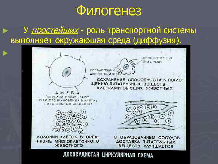 Филогенез ► ► У простейших - роль транспортной системы выполняет окружающая среда (диффузия). 