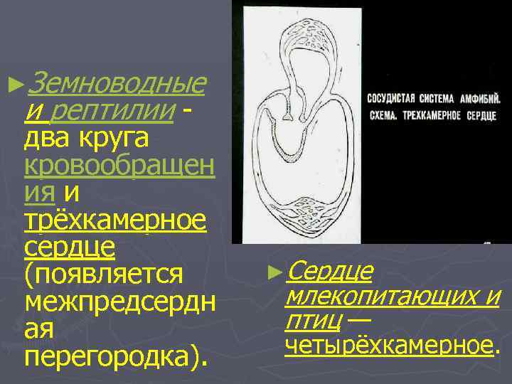 ►Земноводные и рептилии - два круга кровообращен ия и трёхкамерное сердце (появляется межпредсердн ая