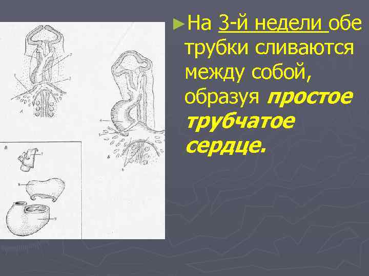 ►На 3 -й недели обе трубки сливаются между собой, образуя простое трубчатое сердце. 