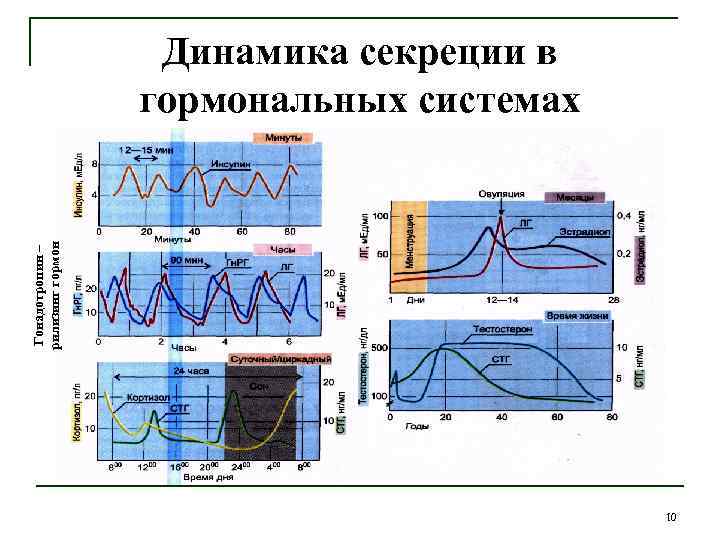 Гонадотропин – рилизинг гормон Динамика секреции в гормональных системах 10 