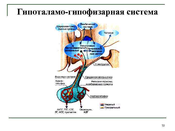 Гипоталамо гипофизарная система гормоны гипоталамуса. Гипоталамо-гипофизарная система. Гипоталамо гипофизарная и лимбическая система. Гипоталамо гипофизарная система промежуточного мозга схема. Отрицательная Обратная связь гипоталамо гипофизарная система.