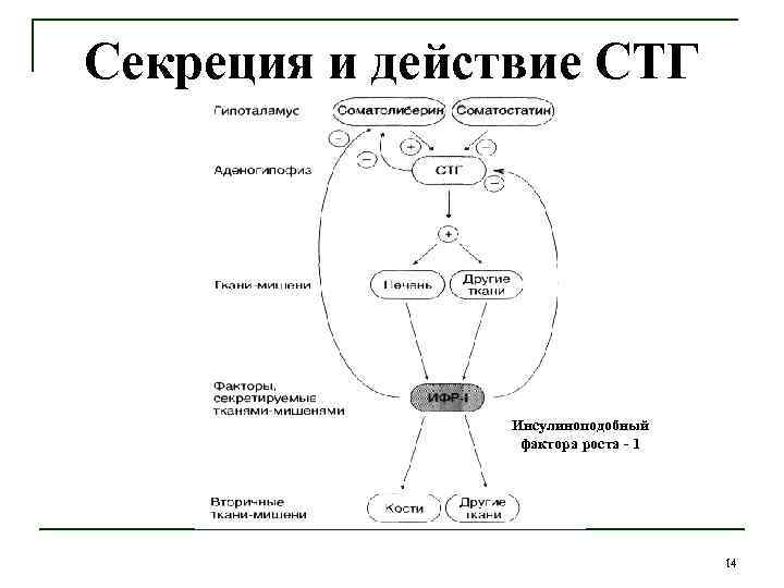 Секреция и действие СТГ Инсулиноподобный фактора роста - 1 14 