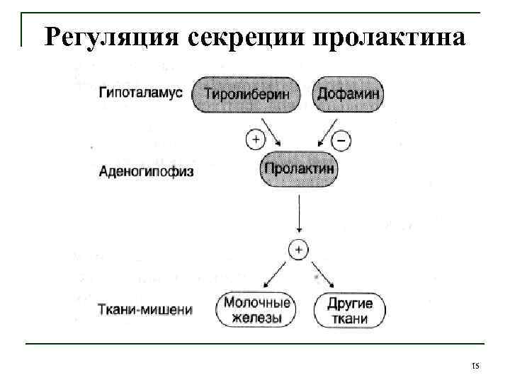 Регуляция секреции пролактина 15 