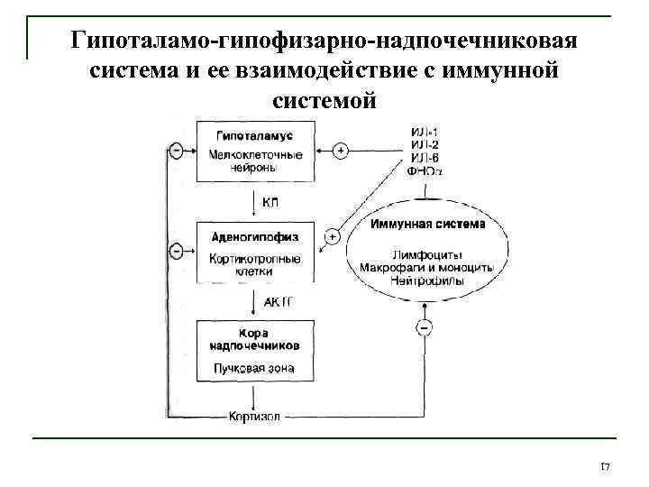 Гипоталамо-гипофизарно-надпочечниковая система и ее взаимодействие с иммунной системой 17 