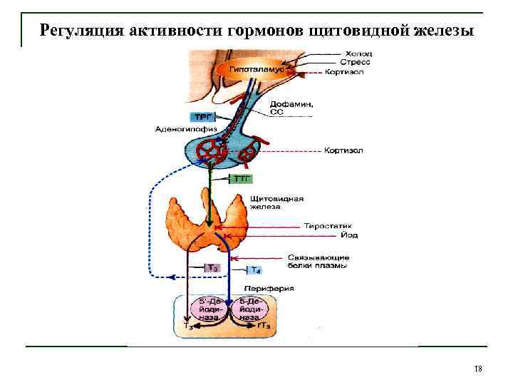Регуляция активности гормонов щитовидной железы 18 