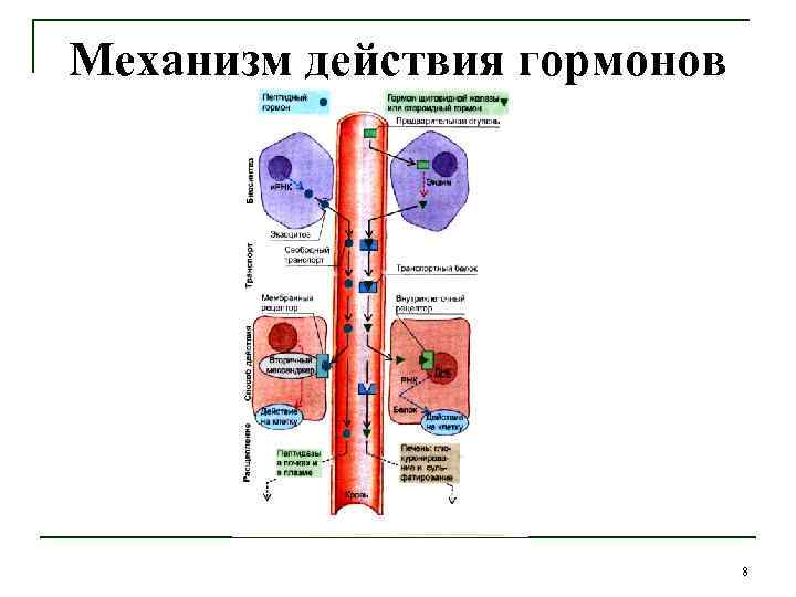 Механизм действия гормонов 8 