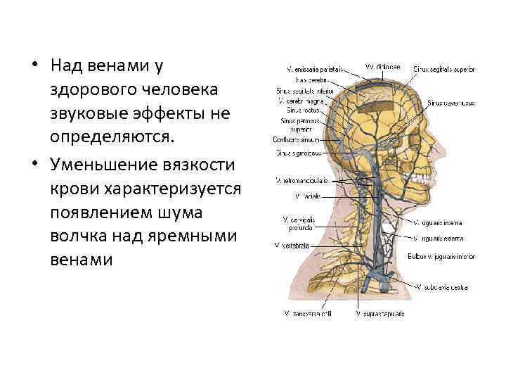  • Над венами у здорового человека звуковые эффекты не определяются. • Уменьшение вязкости