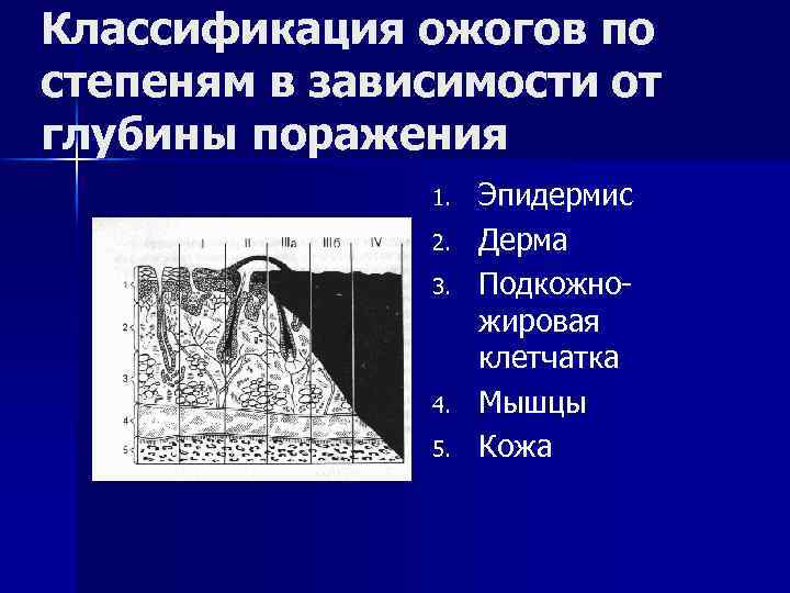 Классификация ожогов по степеням в зависимости от глубины поражения 1. 2. 3. 4. 5.