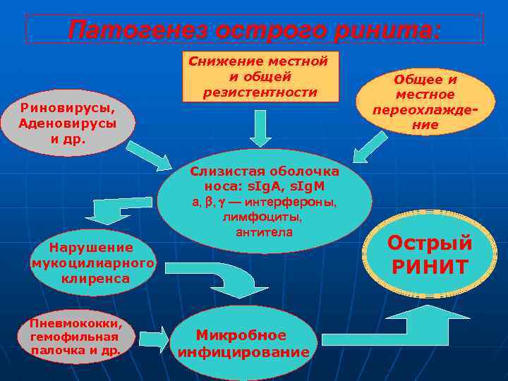 Патогенез острого ринита: Снижение местной и общей резистентности Риновирусы, Аденовирусы и др. Слизистая оболочка