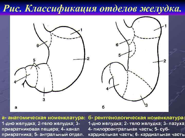 Отделы желудка фото