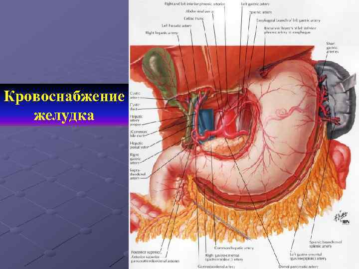 Кровоснабжение желудка 