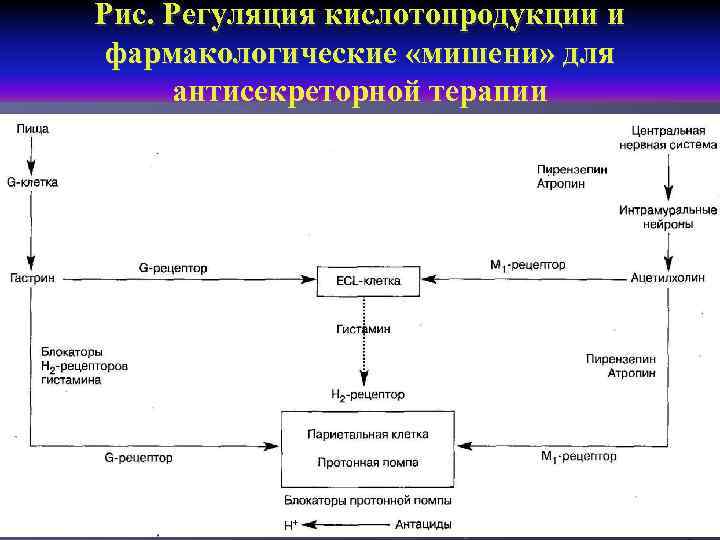 Рис. Регуляция кислотопродукции и фармакологические «мишени» для антисекреторной терапии 