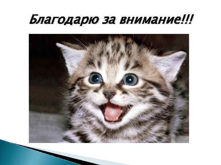 Благодарю за внимание!!! 