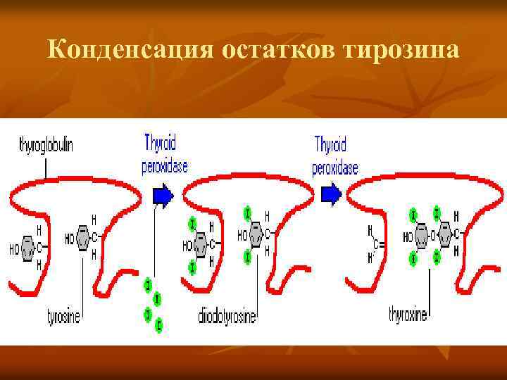 Конденсация остатков тирозина 