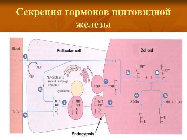 Схема образования и секреции тиреоидных гормонов