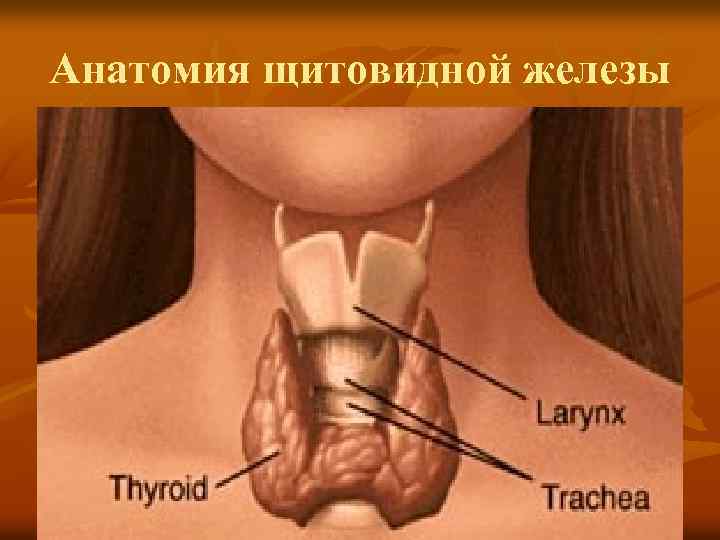 Анатомия щитовидной железы 