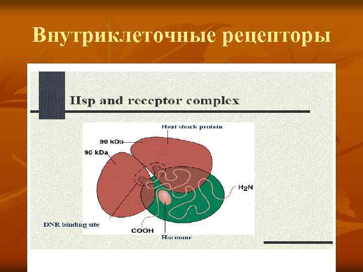 Внутриклеточные рецепторы 