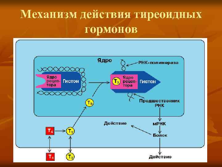 Механизм действия тиреоидных гормонов 