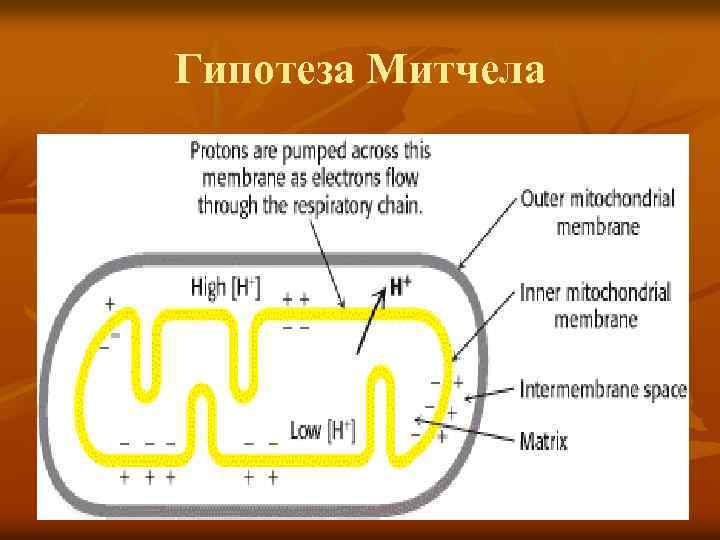 Гипотеза Митчела 