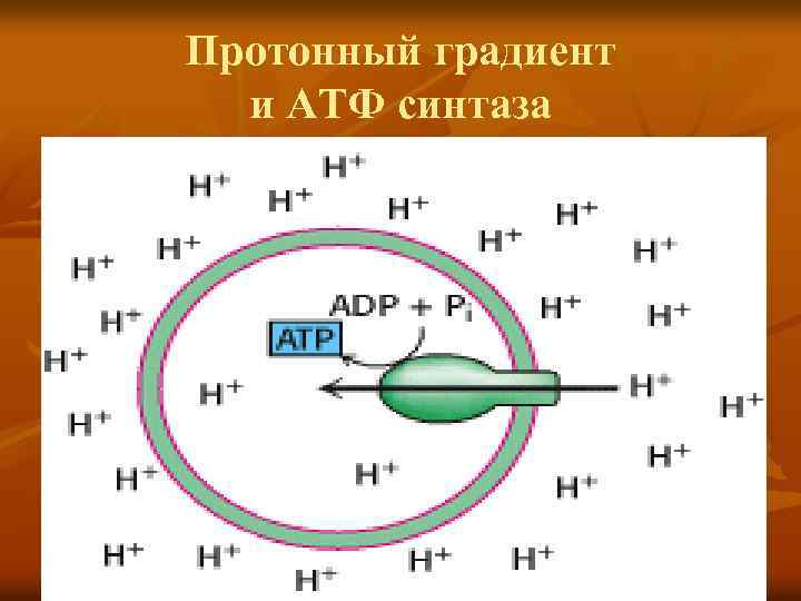 Протонный градиент и АТФ синтаза 