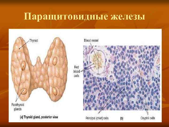 Околощитовидная железа. Микроскопическое строение паращитовидной железы. Околощитовидная железа трабекулы. Трабекулы паращитовидной железы. Клетки паращитовидных желез.