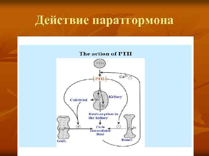 Действие паратгормона 